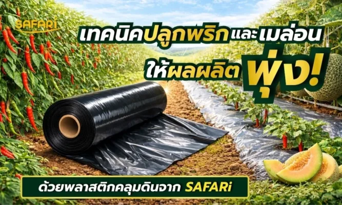 ผ้ายางคลุมดิน - หน้าปก