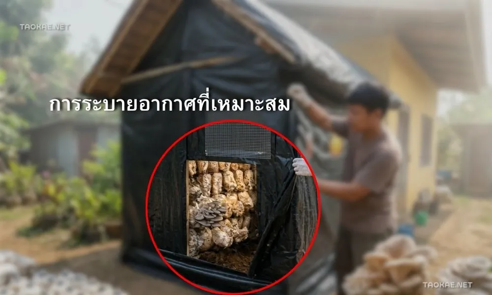 พลาสติกคลุมเห็ด - การระบายอากาศ