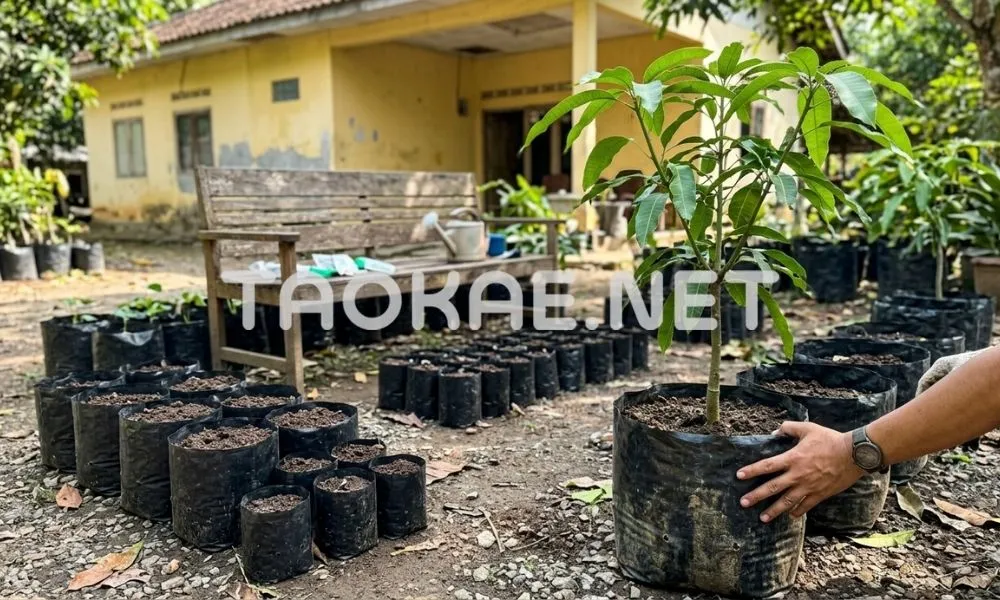 เทคนิคการเพาะกล้า-ถุงเพาะชำ