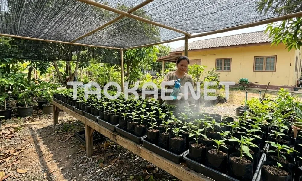 เทคนิคการเพาะกล้า-ถาดเพาะ