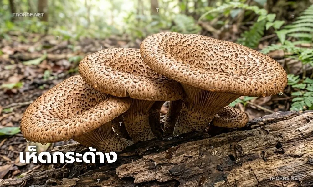 เห็ดกระด้าง - พลาสติกคลุมเห็ด