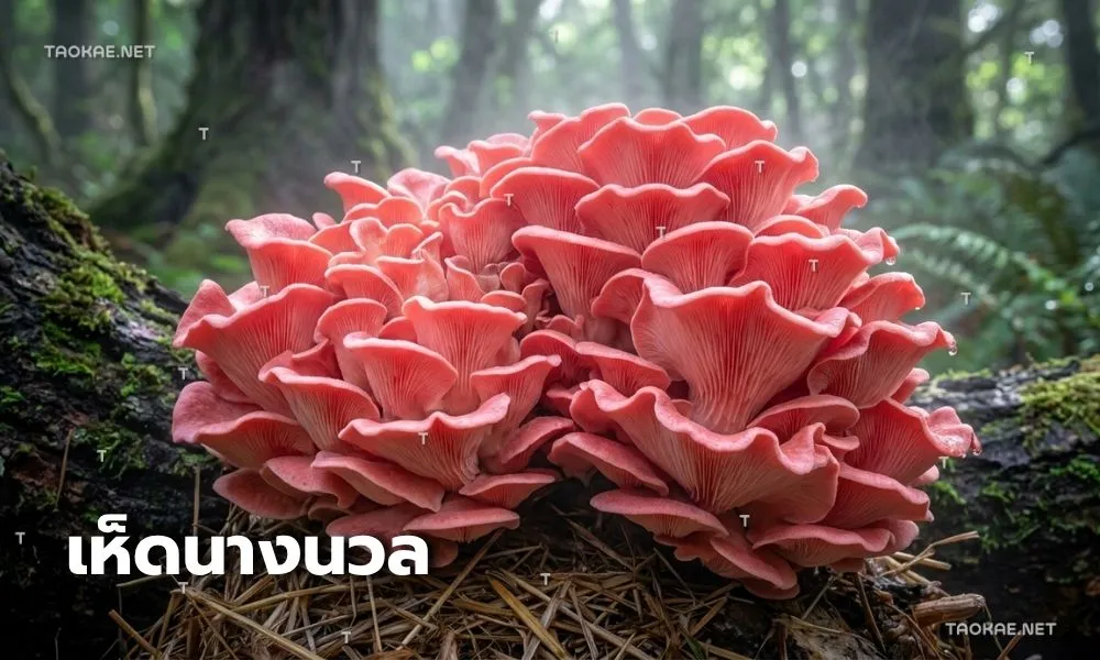 เห็ดนางนวล - พลาสติกคลุมเห็ด