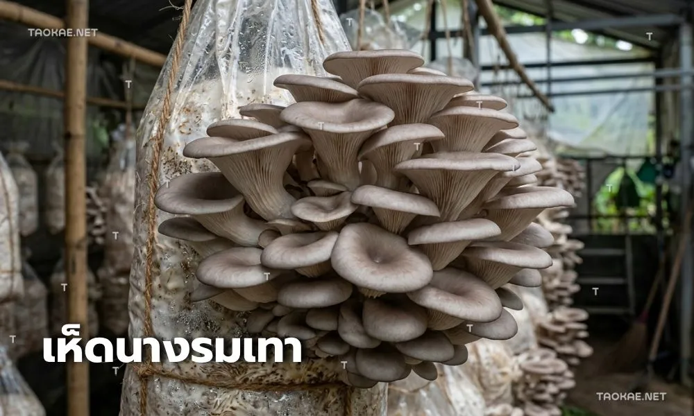 เห็ดนางรมเทา - พลาสติกคลุมเห็ด