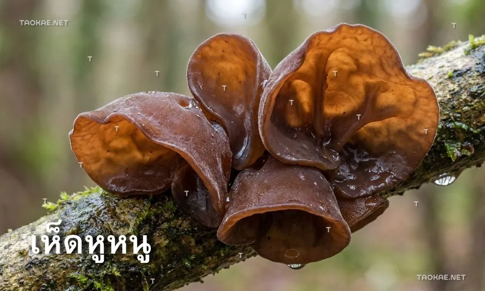 เห็ดหูหนู - พลาสติกคลุมเห็ด