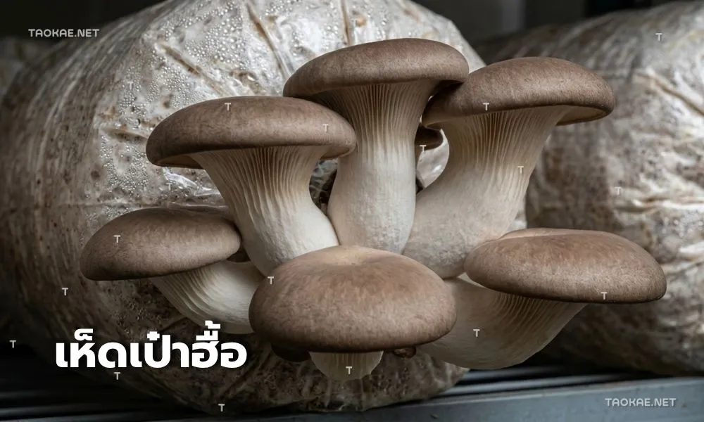 เห็ดเป๋าฮื้อ - พลาสติกคลุมเห็ด