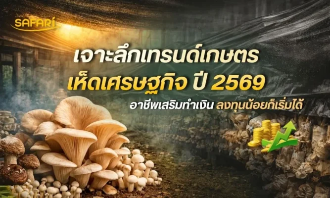 เห็ดเศรษฐกิจ ปี 2569 - พลาสติกคลุมเห็ด