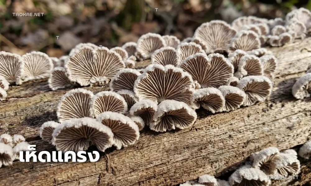 เห็ดแครง - พลาสติกคลุมเห็ด
