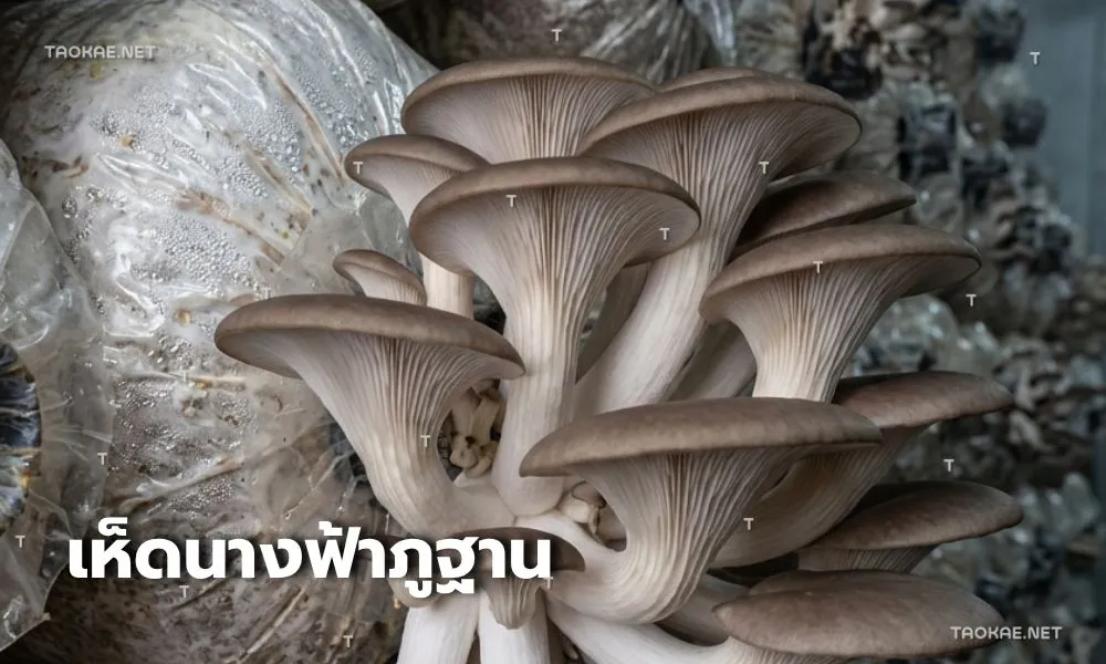 เห็นนางฟ้าภูฐาน - พลาสติกคลุมเห็ด