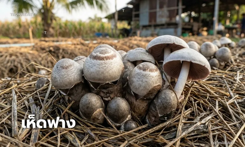 เห็ดฟาง - พลาสติกคลุมเห็ด